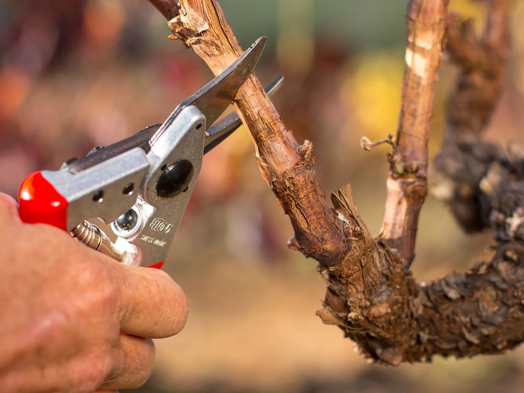 Blogpost 'Snoeischaar Felco 2 met slijper Felco 906' cover image.webp