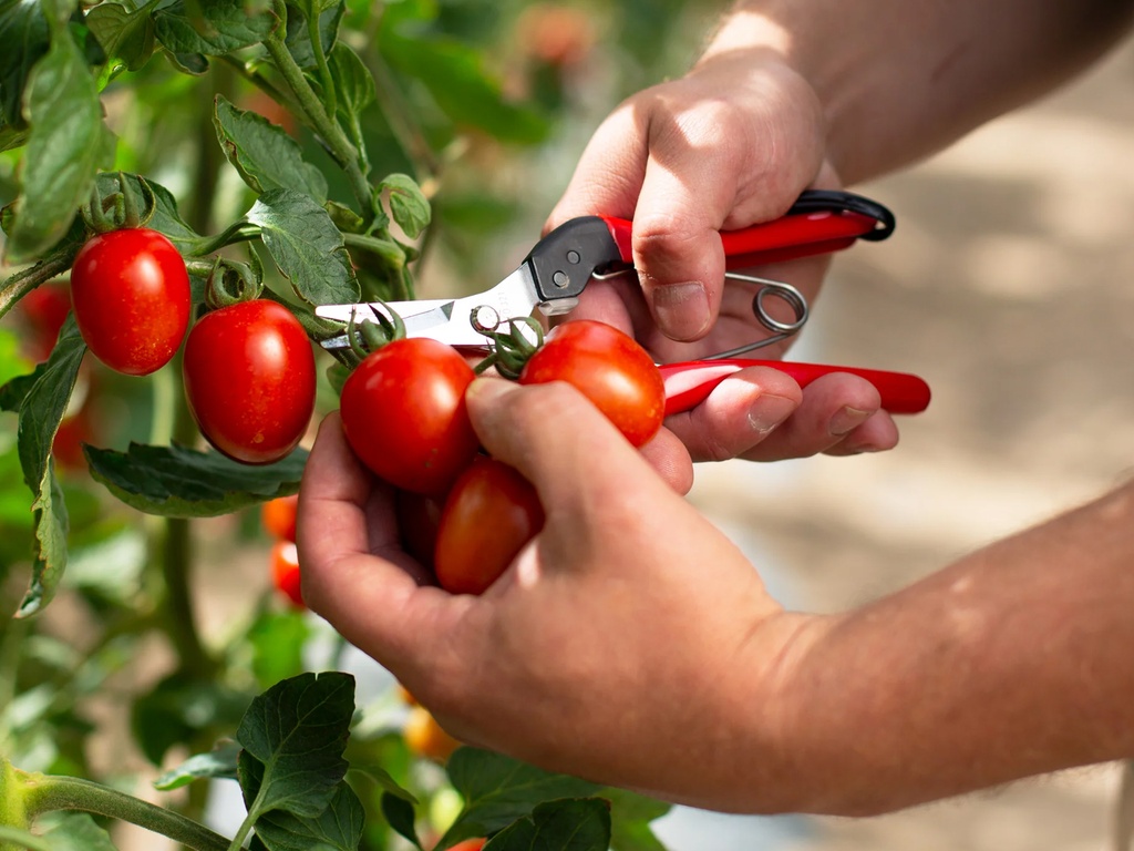 Stekschaar - Oogstschaar FELCO 321, rechte korte bek, lengte 177 mm